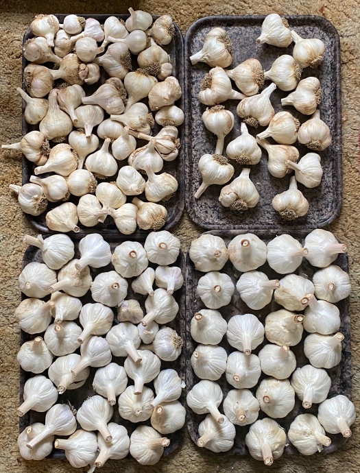 59X53 Garlic2.jpg
